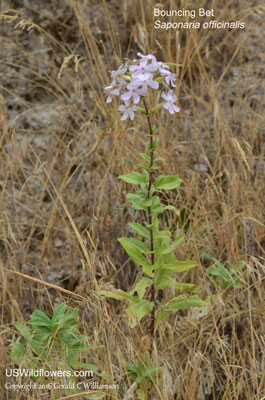 Saponaria officinalis