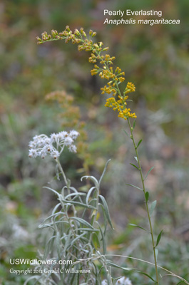 Anaphalis margaritacea