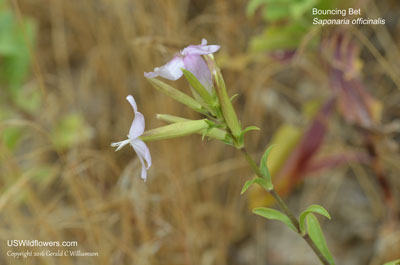 Saponaria officinalis