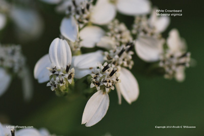 Verbesina virginica