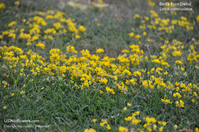 Lotus corniculatus