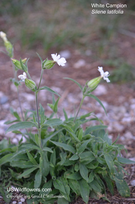 Silene latifolia