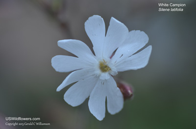 Silene latifolia