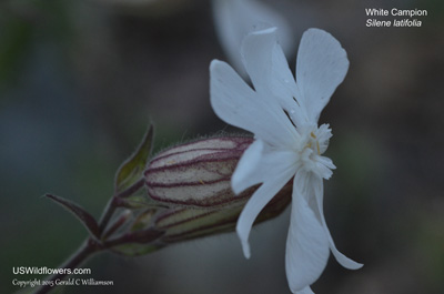 Silene latifolia