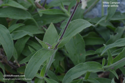 Silene latifolia