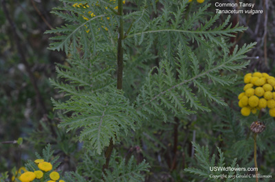 Tanacetum vulgare