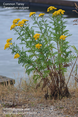 Tanacetum vulgare