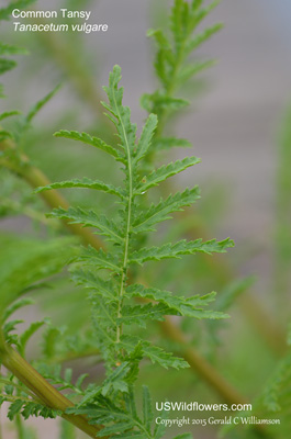 Tanacetum vulgare