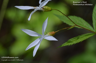 Porteranthus trifoliatus