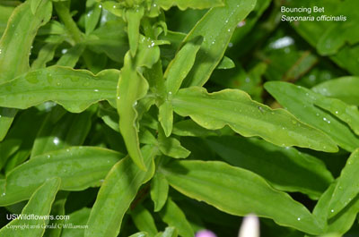 Saponaria officinalis