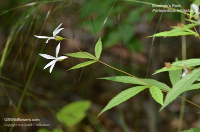 Porteranthus trifoliatus