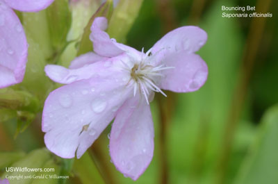 Saponaria officinalis