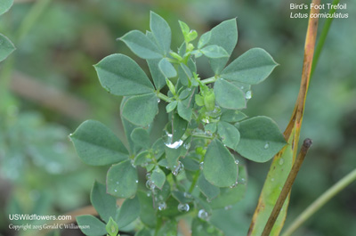 Lotus corniculatus