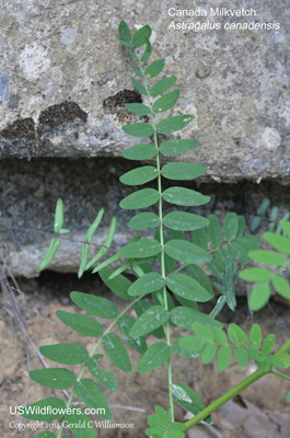 Astragalus canadensis