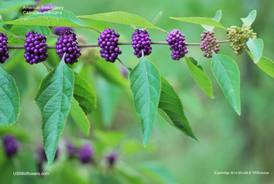 Callicarpa americana