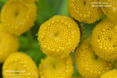 Tanacetum vulgare