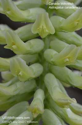 Astragalus canadensis