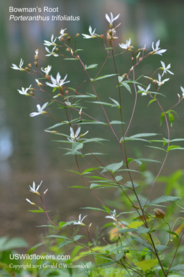 Porteranthus trifoliatus