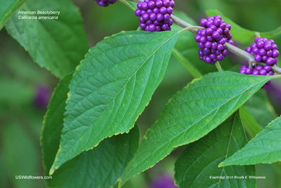 Callicarpa americana