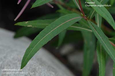 Chamerion angustifolium