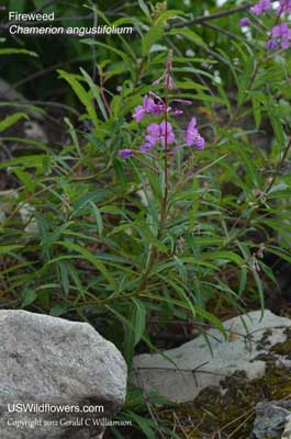 Chamerion angustifolium