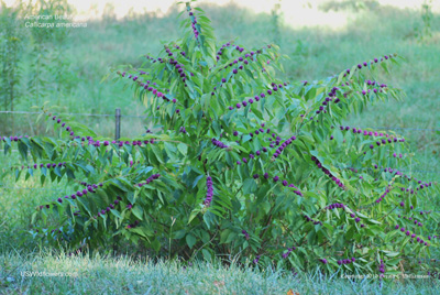 Callicarpa americana