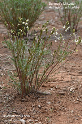 Astragalus schmolliae