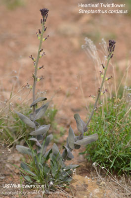 Streptanthus cordatus