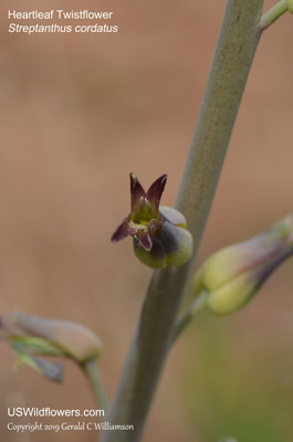 Streptanthus cordatus