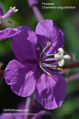 Chamerion angustifolium