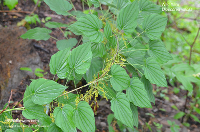 Dioscorea villosa