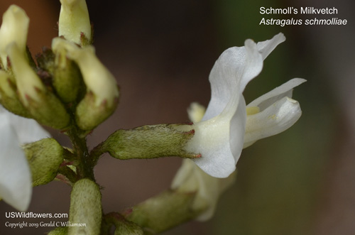 Astragalus schmolliae