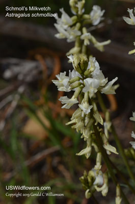 Astragalus schmolliae