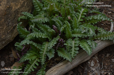 Pedicularis centranthera