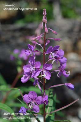 Chamerion angustifolium