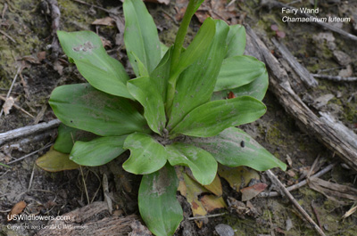 Chamaelirium luteum