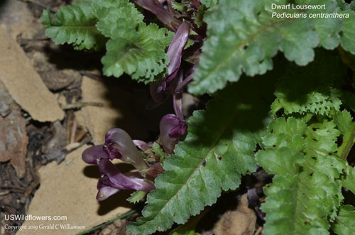 Pedicularis centranthera