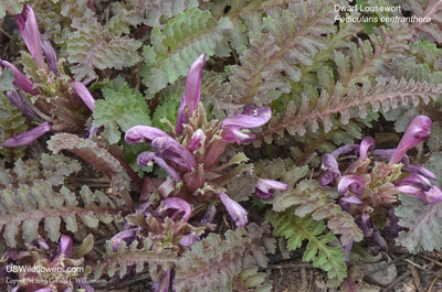 Pedicularis centranthera