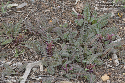 Pedicularis centranthera