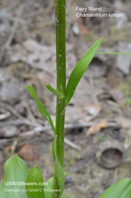 Chamaelirium luteum