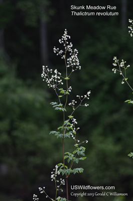 Thalictrum revolutum