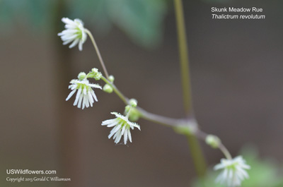 Thalictrum revolutum