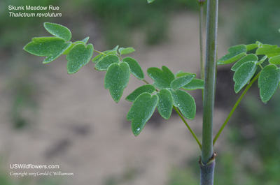 Thalictrum revolutum