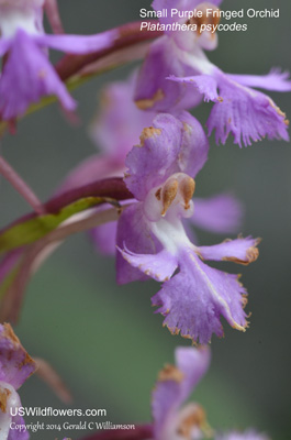 Platanthera psycodes