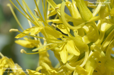 Stanleya pinnata