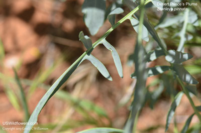 Stanleya pinnata