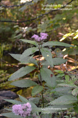 Eutrochium maculatum