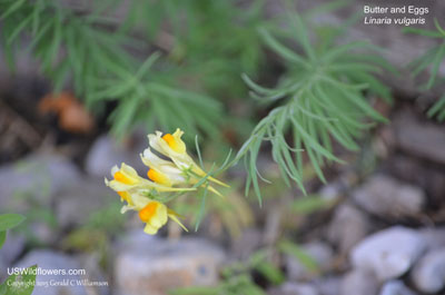 Linaria vulgaris