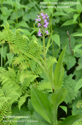 Platanthera psycodes