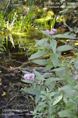 Eutrochium maculatum